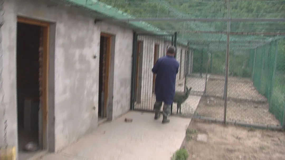 大山里的致富经_大山种出致富草_大山种植致富视频