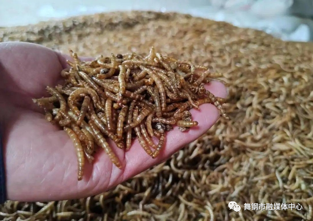 致富养殖知识小视频_养殖致富小知识_致富养殖知识小视频大全