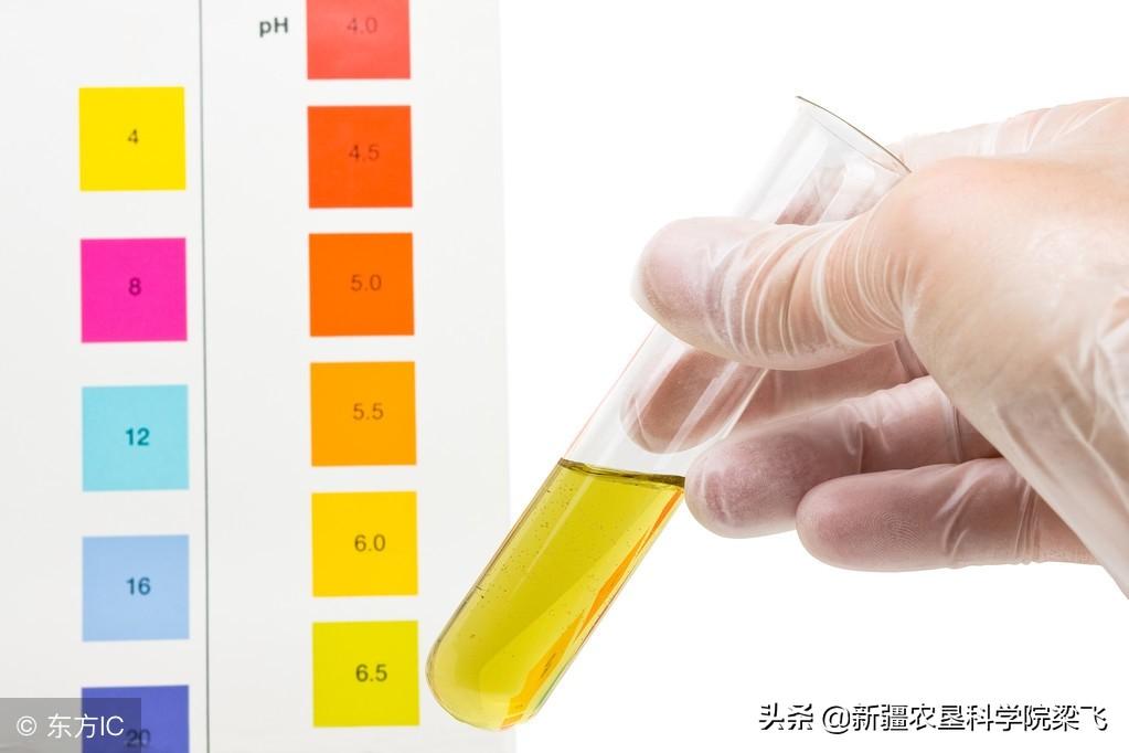 大枣种植技术及品种_大枣种植技术_大枣的种植