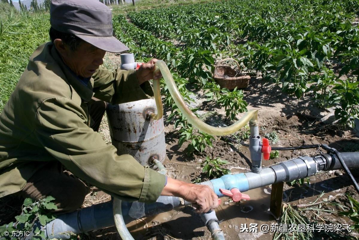 大枣的种植_大枣种植技术_大枣种植技术及品种