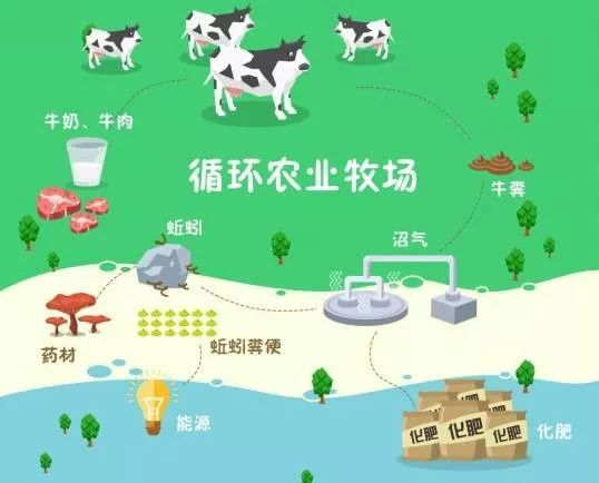 莲藕泥鳅养殖_致富经种莲藕养泥鳅_莲藕和泥鳅的高效生态种养技术
