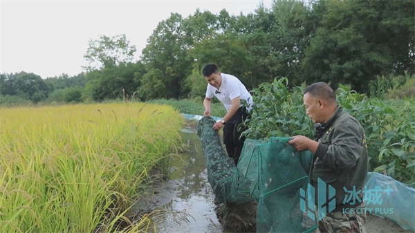 致富水稻种植视频_致富经种植水稻视频_种植水稻致富6