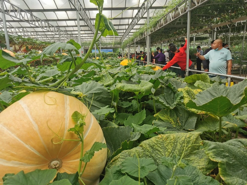 现代蔬菜种植技术大全_蔬菜种植大全现代技术图片_蔬菜种植大全现代技术视频