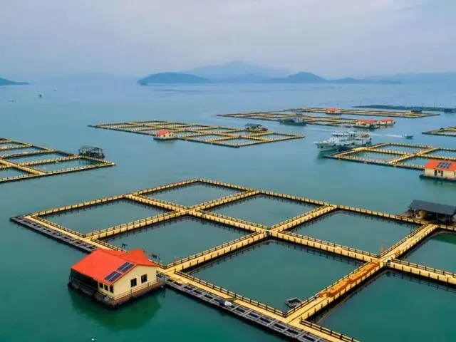 海参养殖技术视频_海参养殖户_养殖海参致富视频