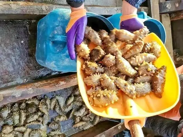 海参养殖户_养殖海参致富视频_海参养殖技术视频