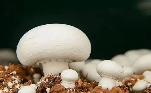蘑菇包种植技术_怎样种蘑菇菌包_蘑菇种植包收完以后怎么养