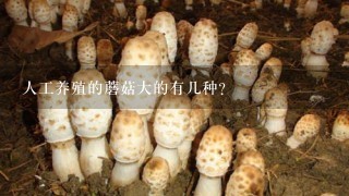 人工养殖的蘑菇大的有几种？