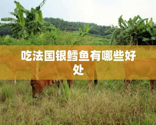 吃法国银鳕鱼有哪些好处