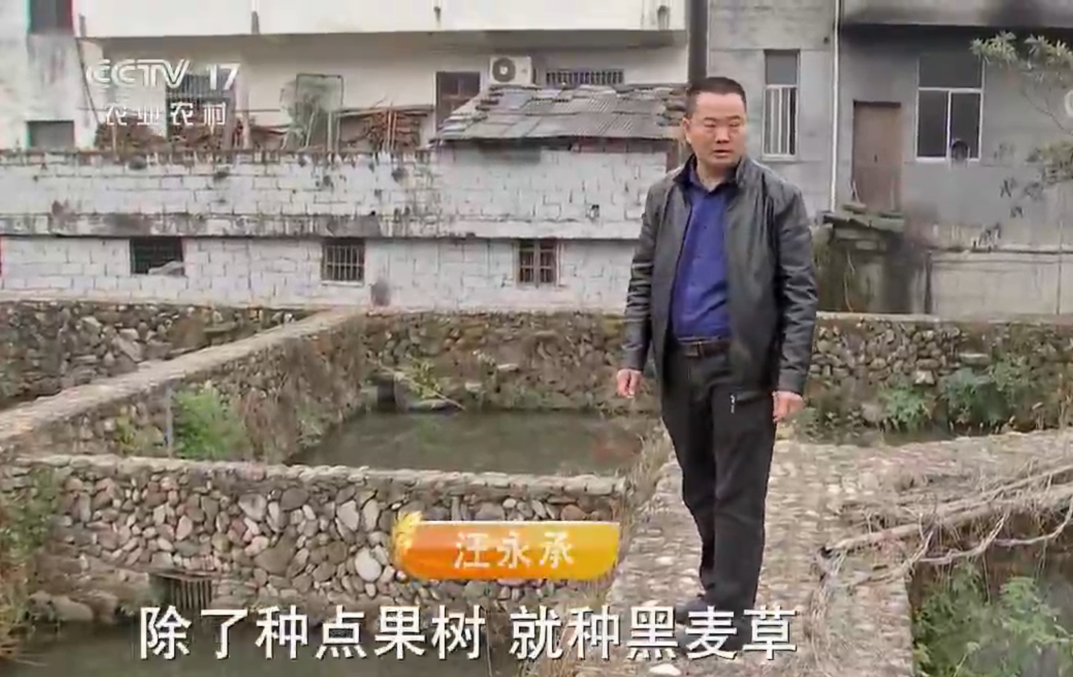 致富养殖青鱼视频_致富养殖青鱼图片_青鱼养殖致富