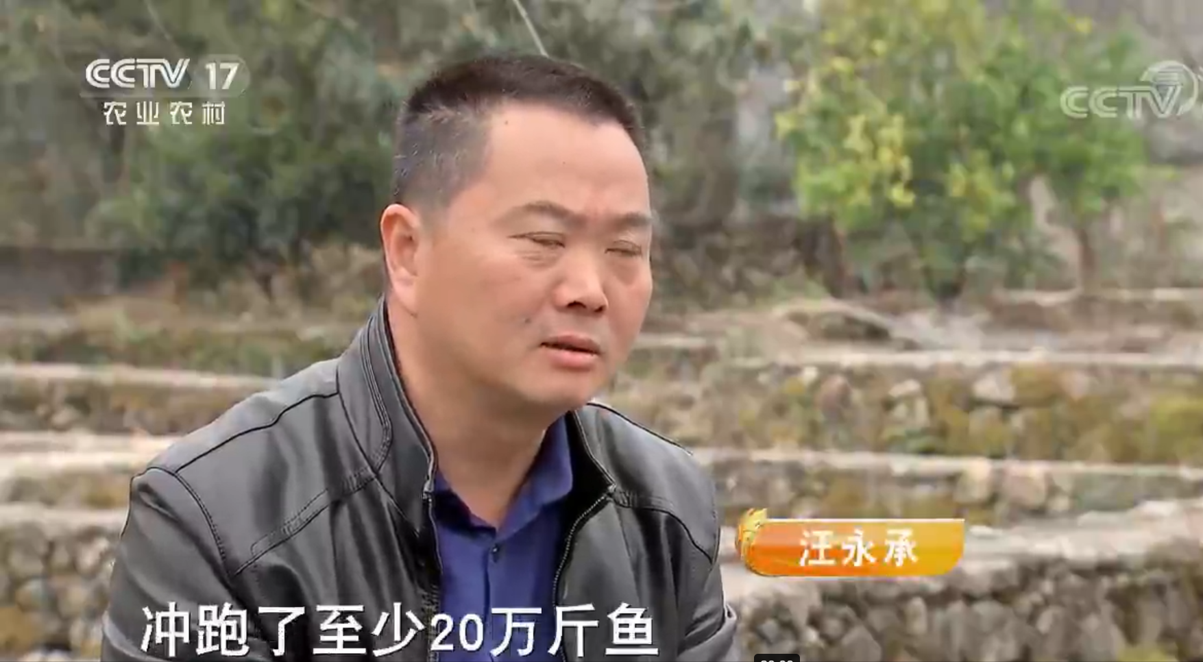致富养殖青鱼视频_致富养殖青鱼图片_青鱼养殖致富