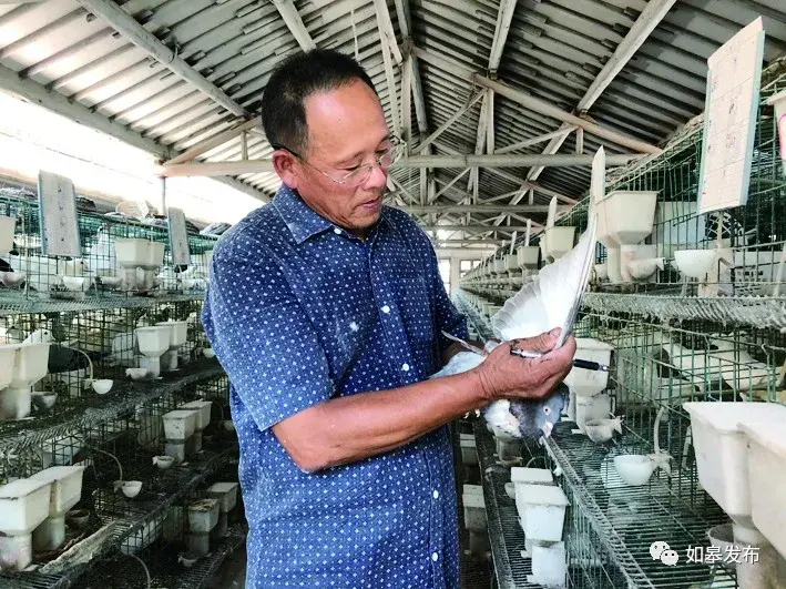 致富鸽子蛋浙江有卖吗_致富鸽业_致富经浙江鸽子蛋