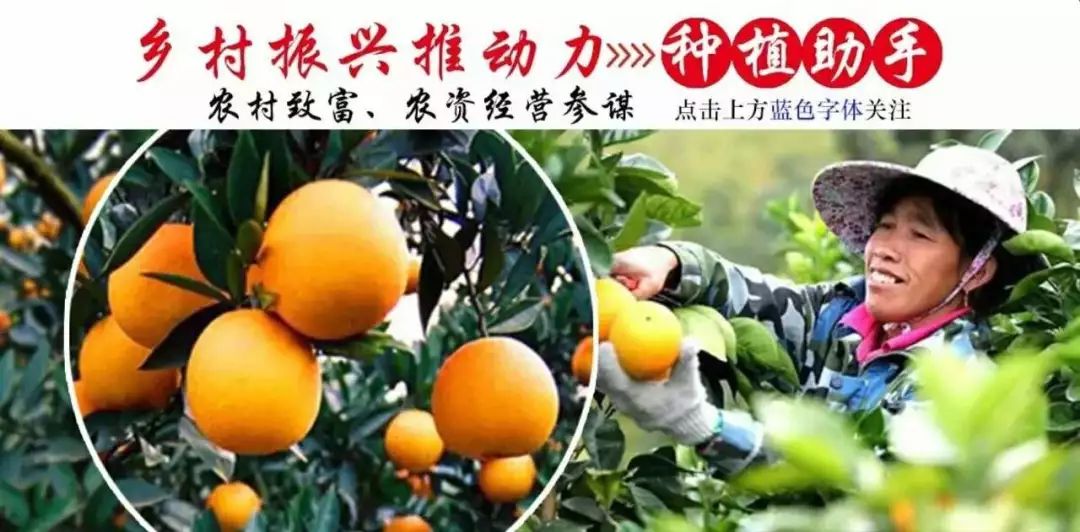 红太阳柑橘种植技术_柑橘的太阳果怎么预防和处理_红太阳柑橘品种视频