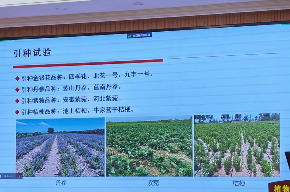 种植四川金银花技术要求_四川金银花种植技术_种植四川金银花技术视频