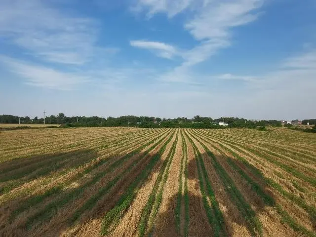 河南禹州市张得镇：麦田“套”出新画卷 绘就致富新图景