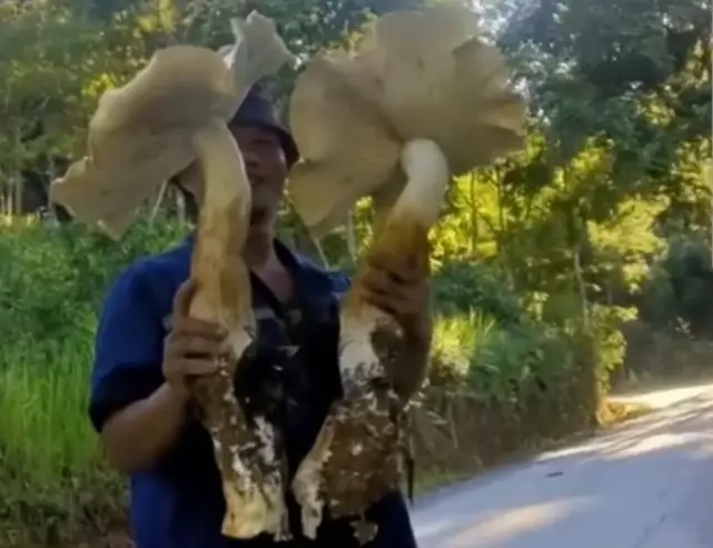 鸡枞菌致富经_鸡枞菌种植骗局_鸡枞菌价格