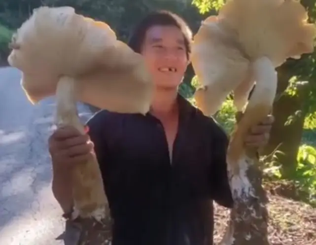 鸡枞菌致富经_鸡枞菌价格_鸡枞菌种植骗局