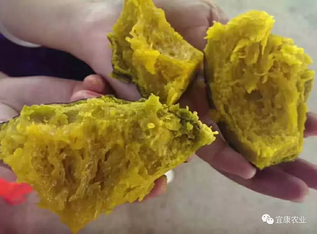 粟的种植条件_油栗种植效益_油栗种植技术