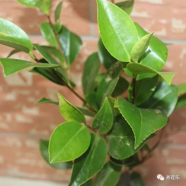 养殖种植平台_种植 养殖技术网站_种植养殖创业网
