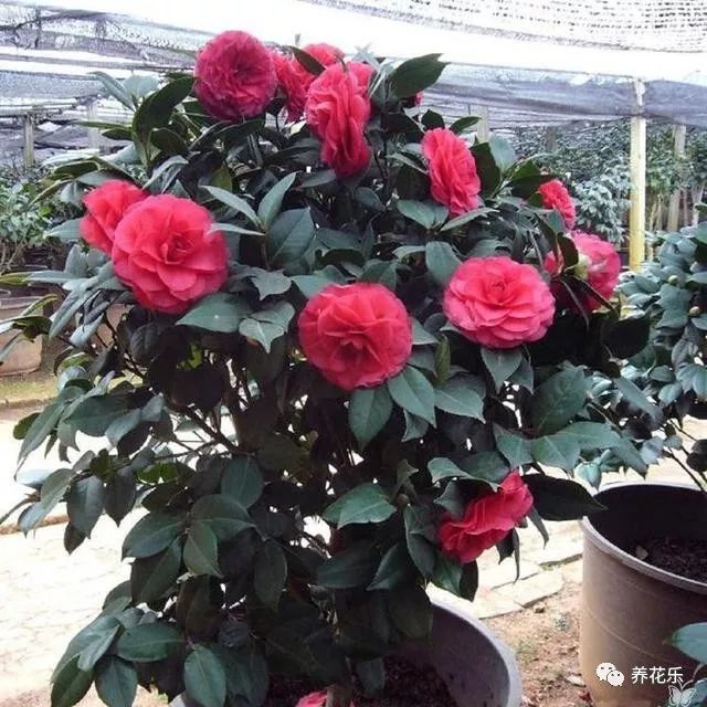 种植养殖创业网_养殖种植平台_种植 养殖技术网站
