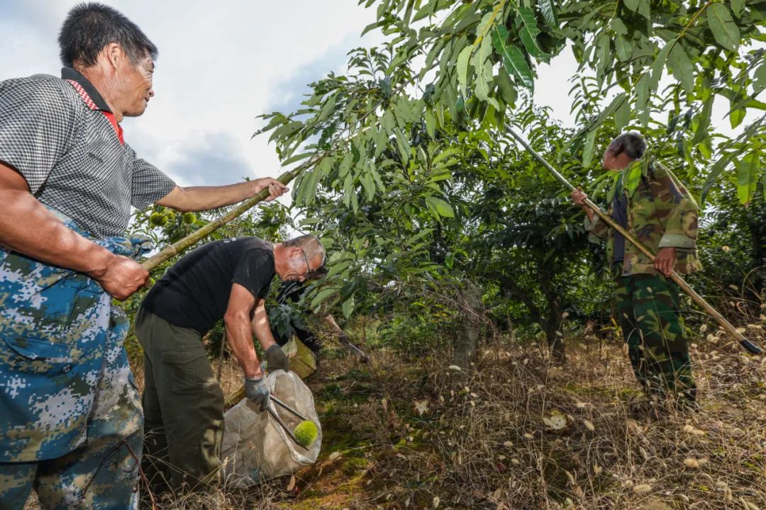 油栗种植效益_油板栗种源_油栗种植技术