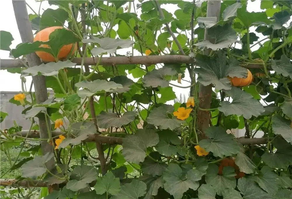 芦荟种植10亩赚百万_致富芦荟种植农村图片大全_农村种植芦荟致富
