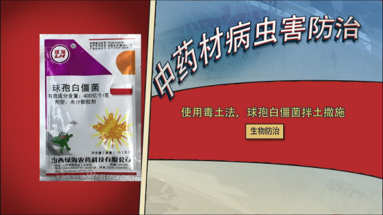 慈菇的栽培技术_慈菇种植方法_慈菇种植技术视频