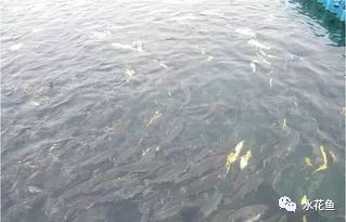 自然养殖鲤鱼技术._鲤鱼养殖自然技术与管理_鲤鱼养殖视频教程