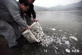 鲤鱼养殖自然技术与管理_鲤鱼养殖视频教程_自然养殖鲤鱼技术.