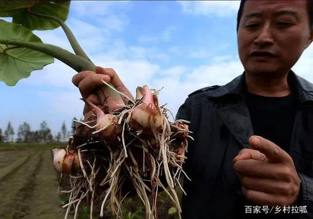 致富经养殖业视频_农村养殖致富栏目_农视网致富经养殖养猪