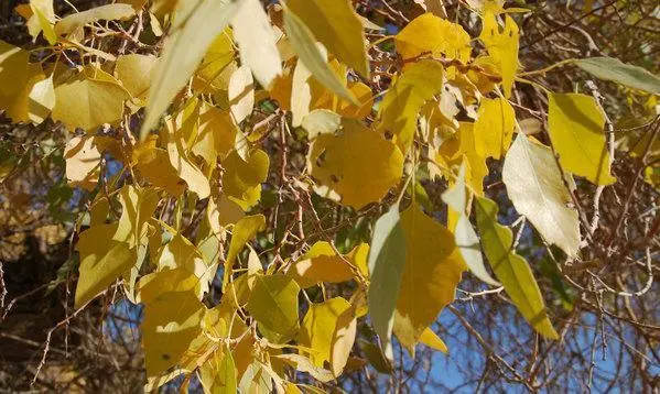 沙漠红柳根_沙漠红柳种植致富_沙漠植物红柳