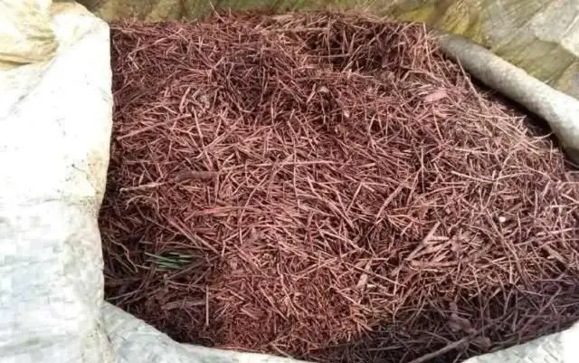 松针种植致富方法_松针在养殖中的应用_松针种花的正确方法
