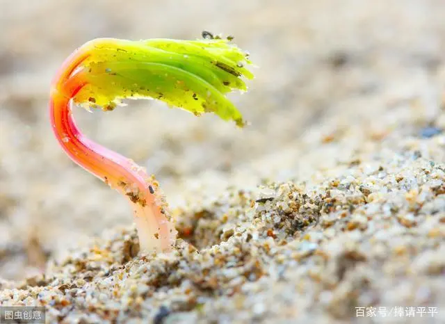 沙漠红柳具备的特征_沙漠红柳种植致富_沙漠植物红柳