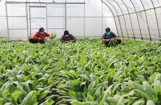 大棚青菜种植时间和方法_大棚青梗菜种植技术_大棚蔬菜种植视频