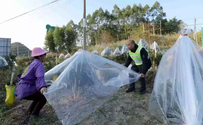 融安种植致富项目_农村致富项目种植_种植项目融资