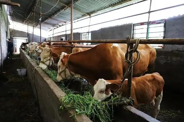 散养牛赚钱吗_散养牛养殖致富_农村散养牛