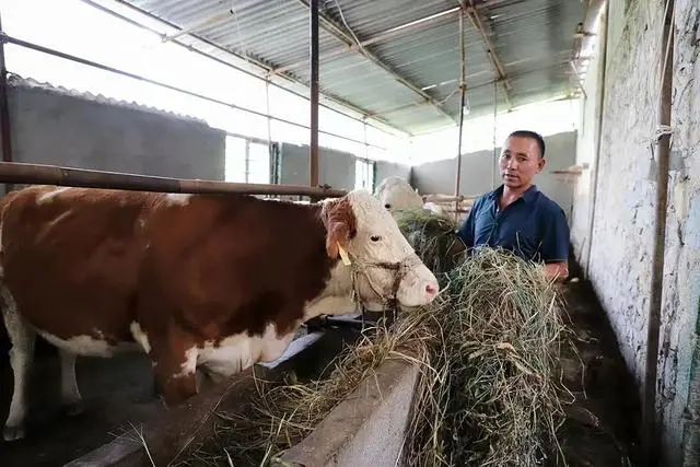 散养牛养殖致富_散养牛赚钱吗_农村散养牛