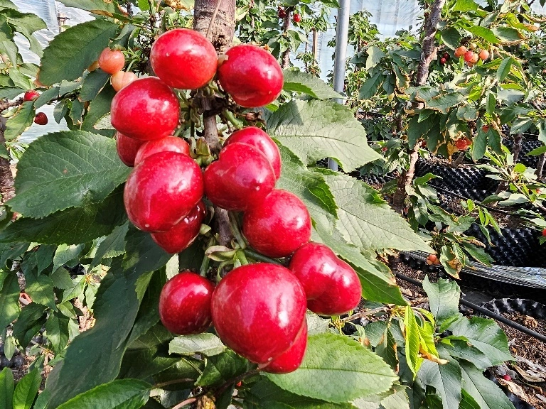 致富种植视频全集_种植致富技术_种植致富业