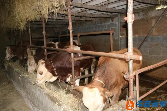 养殖致富经_致富养殖视频_杂交养殖致富
