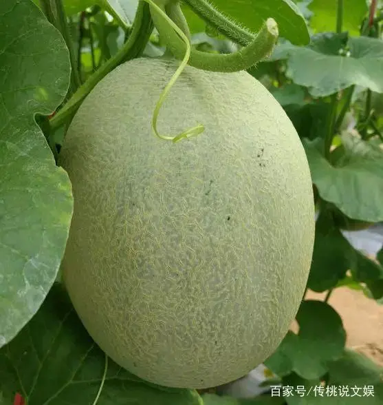 哈密瓜种植教程_哈密瓜的种植技术与栽培_新手种植哈密瓜技术
