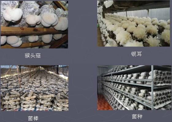 高效养殖致富直通车_养殖致富项目直销_养殖致富经