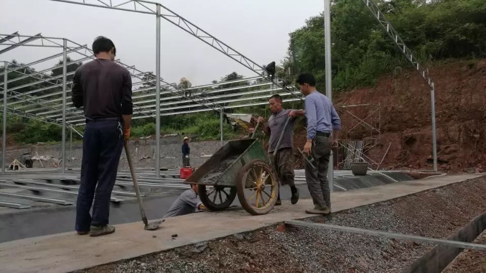 养殖致富项目直销_养殖致富经_高效养殖致富直通车
