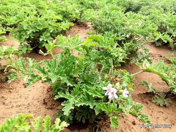 香草种植如何赚钱_种植香草致富_致富香草种植方法