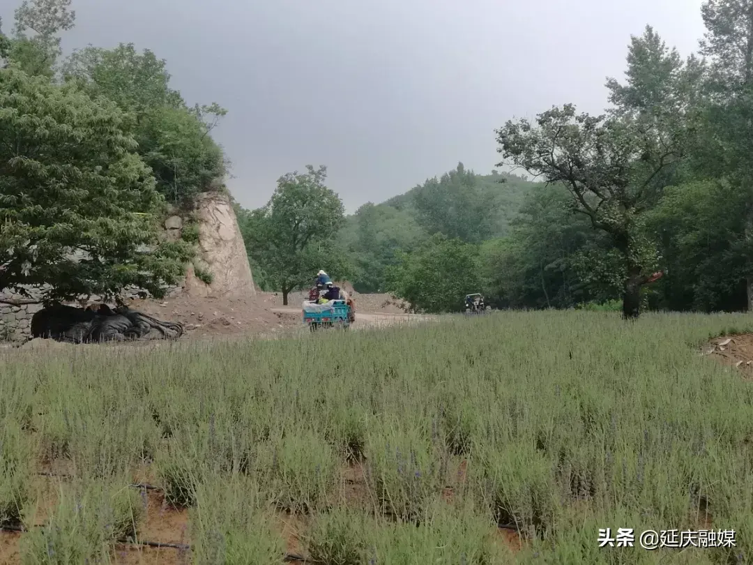 致富香草种植方法_香草种植如何赚钱_种植香草致富