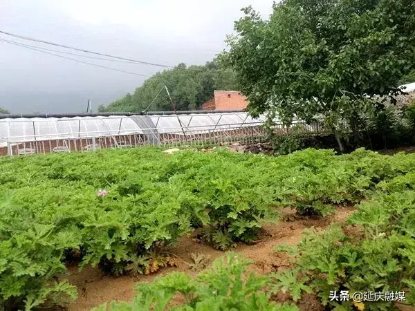 致富香草种植方法_种植香草致富_香草种植如何赚钱
