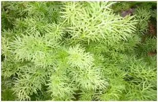香草种植如何赚钱_种植香草致富_致富香草种植视频
