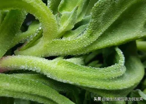 现在农村致富项目有哪些 种植,养殖(目前农村种植什么好赚钱快)