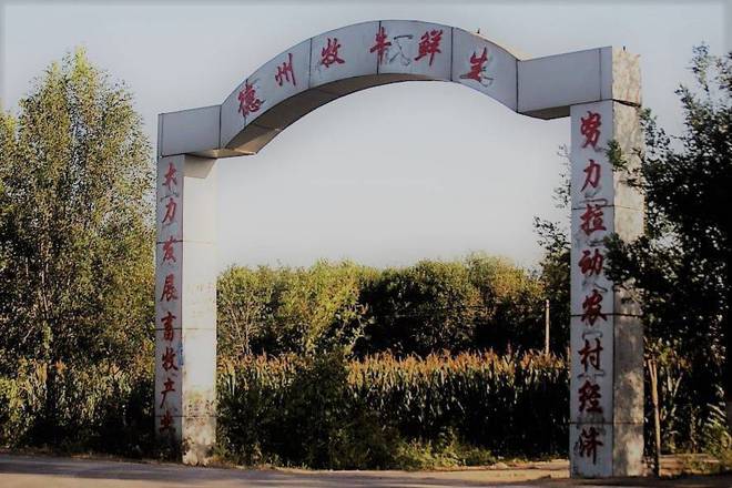 农村养牛照片_养殖牛羊图片_农村养殖牛技术图片
