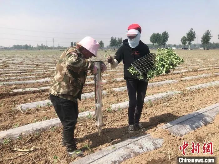 靠种植致富辣椒_辣椒种植赚钱吗_辣椒种植大户的致富经