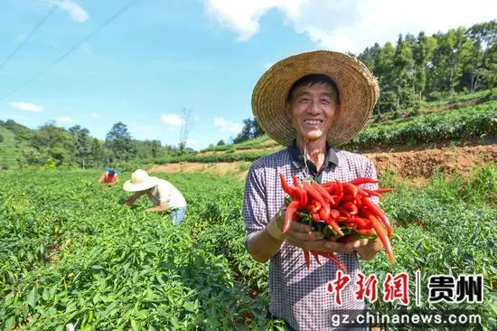 致富辣椒种植靠什么挣钱_辣椒种植赚钱吗_靠种植致富辣椒