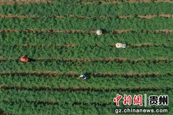 致富辣椒种植靠什么挣钱_靠种植致富辣椒_辣椒种植赚钱吗
